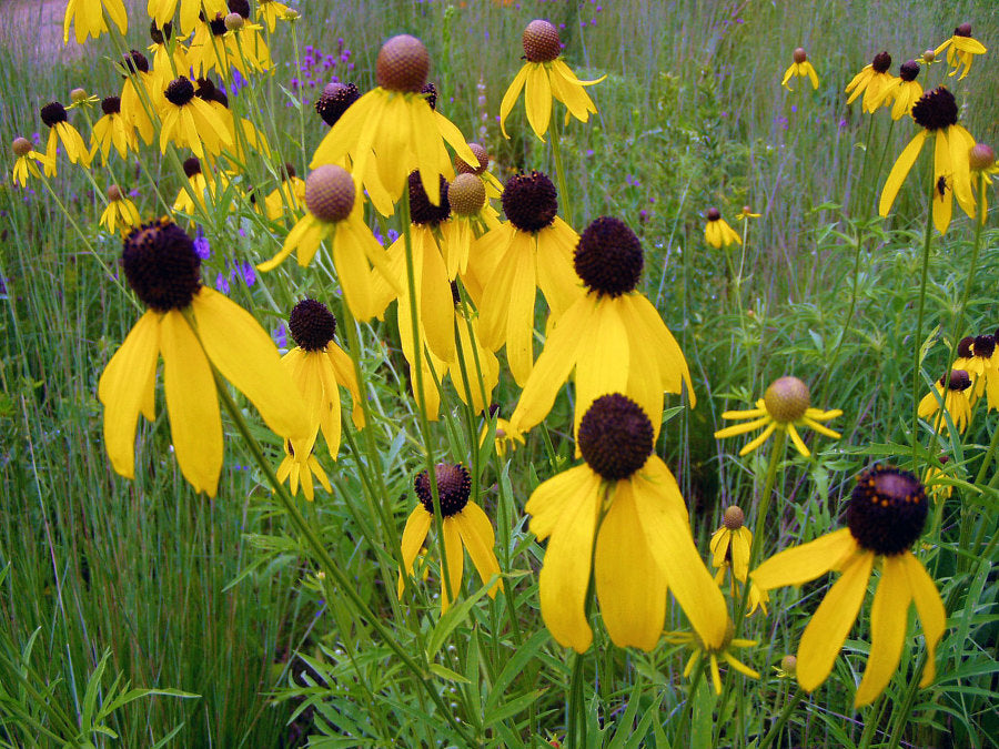 Mélange de semences de fleurs sauvages à mi-ombre – Northern Wildflowers