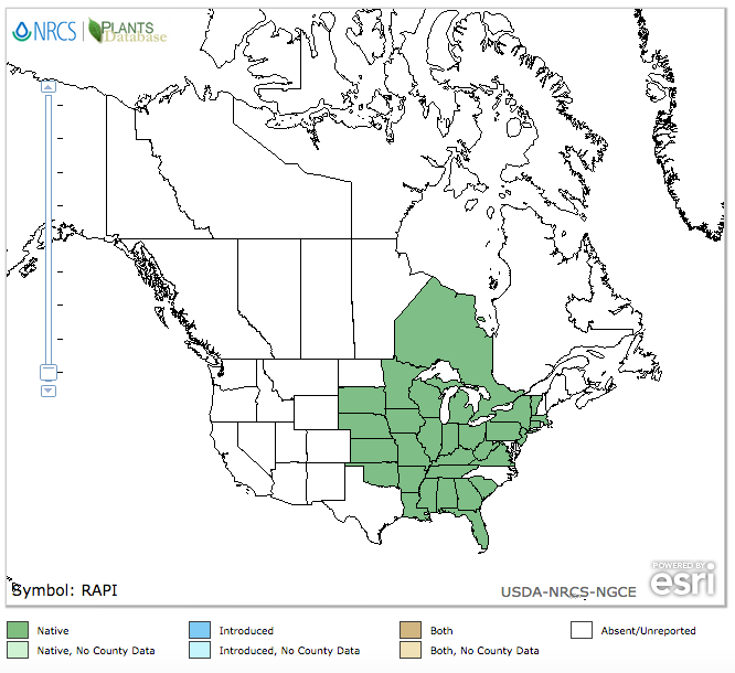 Ratibida à feuilles pennées
