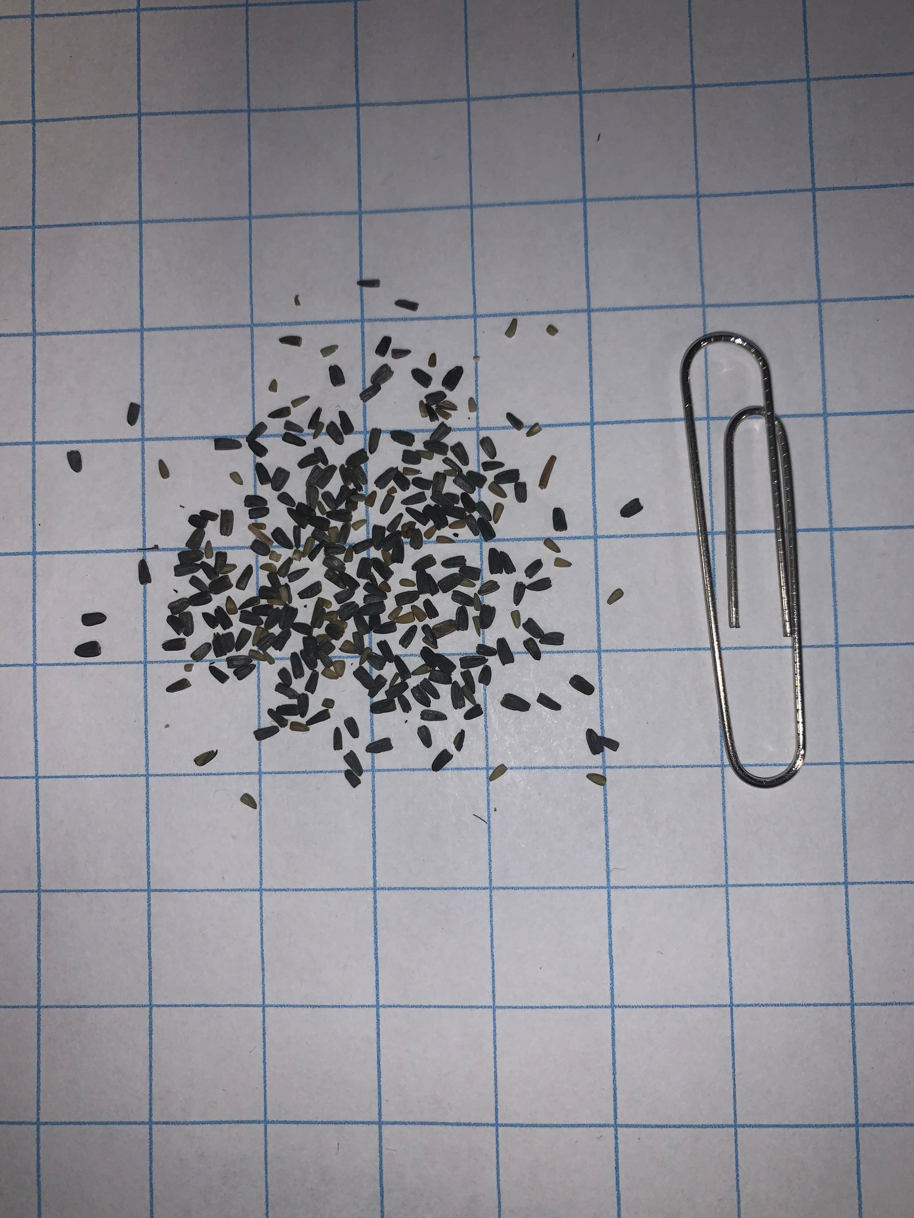 Ratibida à feuilles pennées