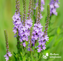 Load image into Gallery viewer, Hoary Vervain