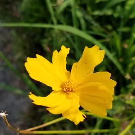 Mélange de semences de fleurs sauvages sec et ensoleillées