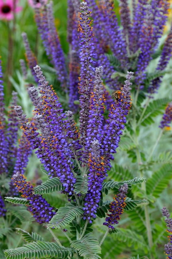 Soil Amendment Wildflower Collection