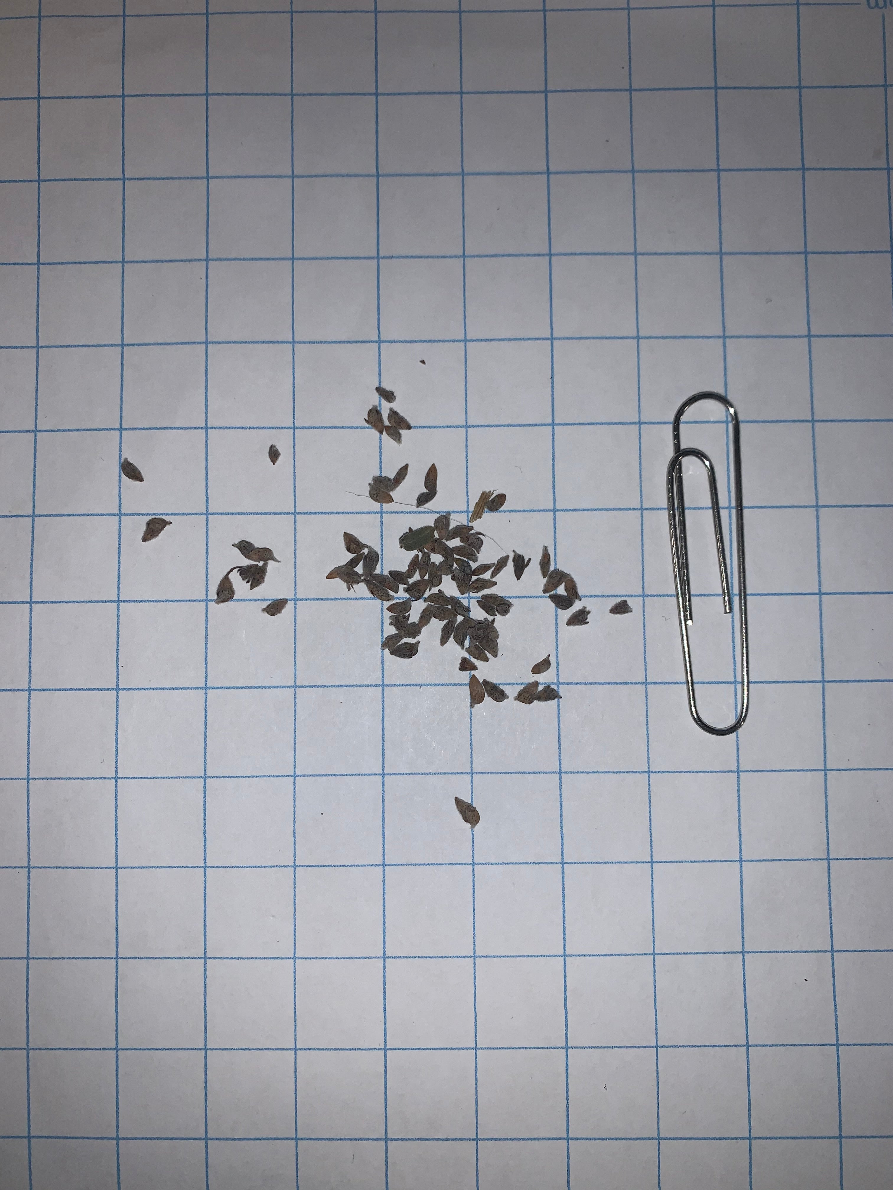 lead plant seeds Leadplant Wildflower Seed – Northern Wildflowers