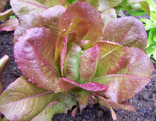 Lettuce, Rouge d'Hiver