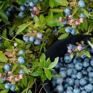 Wild Lowbush Blueberry Seeds