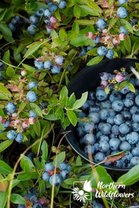 Wild Lowbush Blueberry