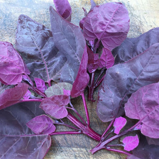 Orach, Magenta (Mountain Spinach)