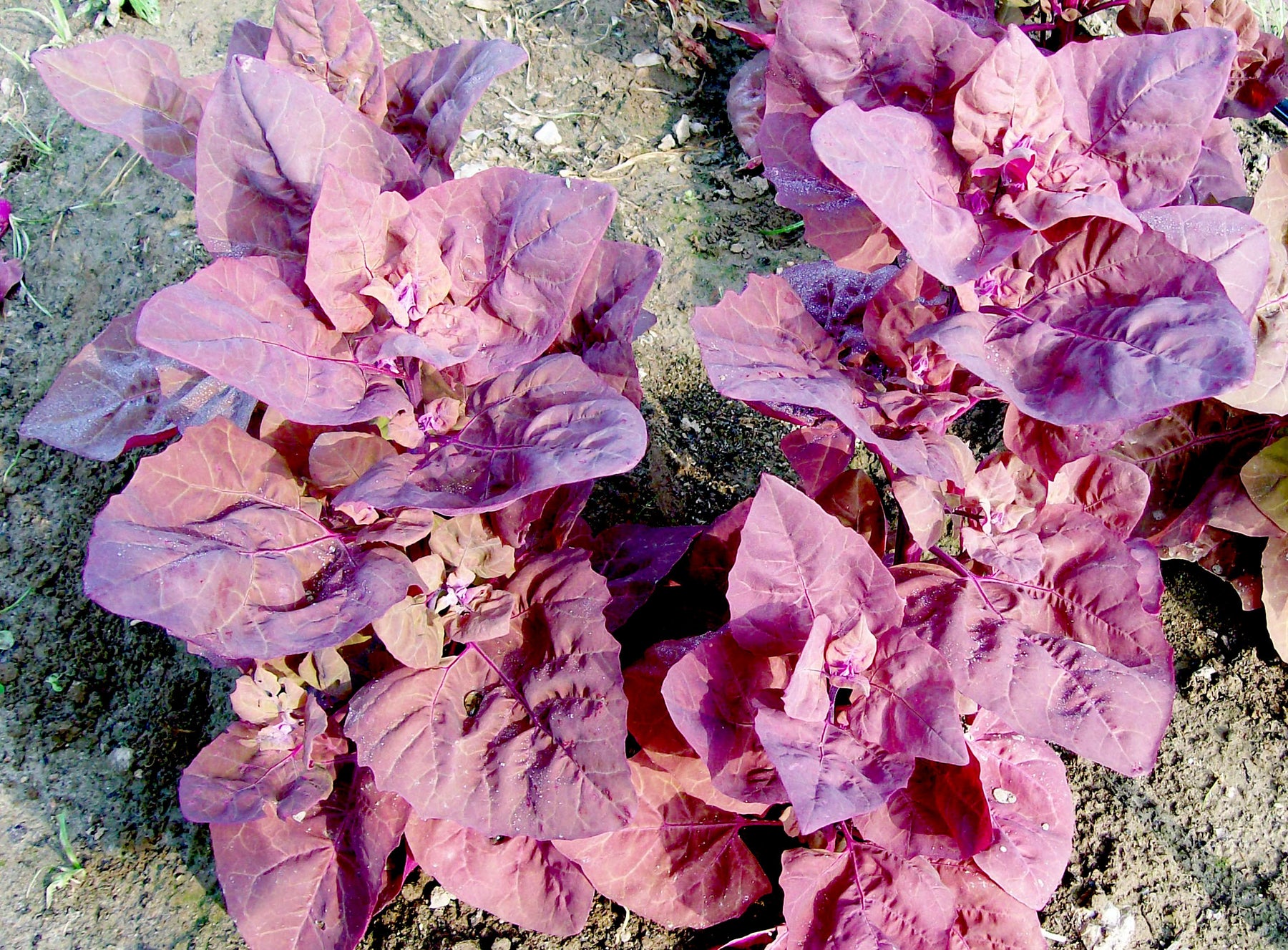 Orach, magenta (épinards des montagnes)