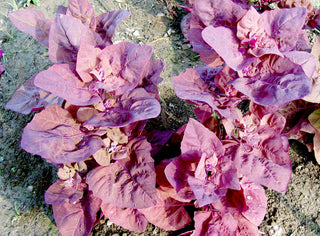 Orach, Magenta (Mountain Spinach)