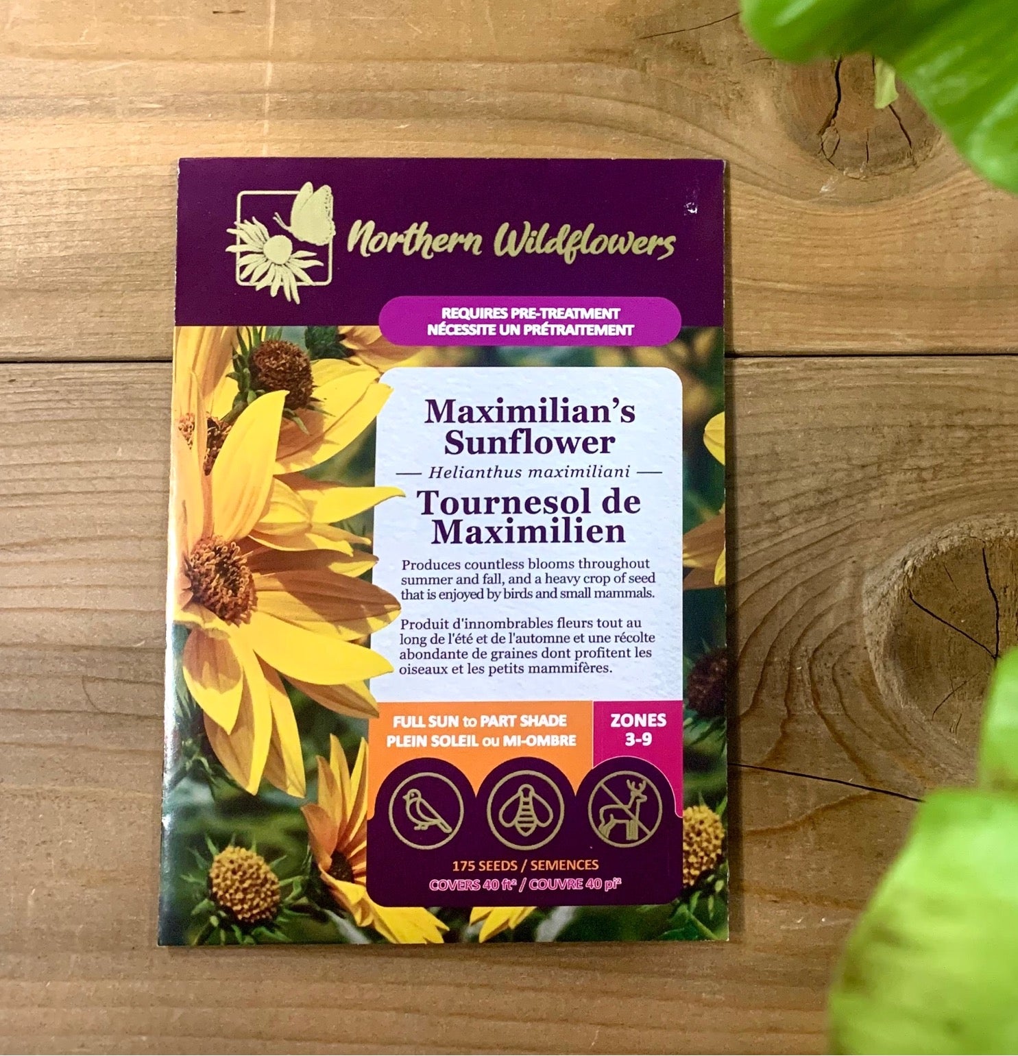 Maximilian's Sunflower