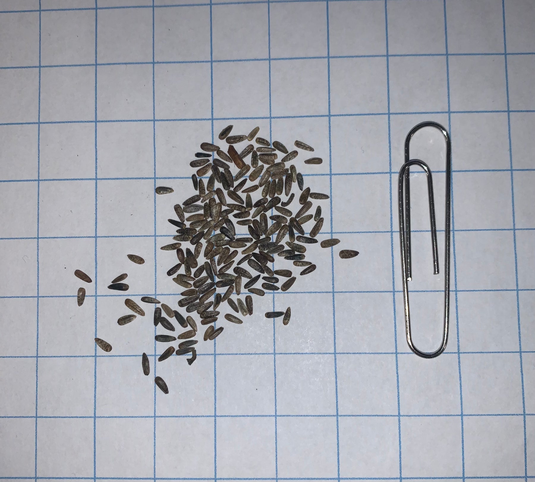 Maximilian's Sunflower