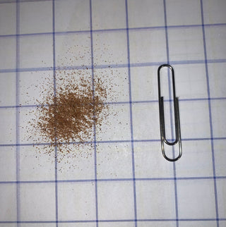 Square Stemmed Monkey Flower