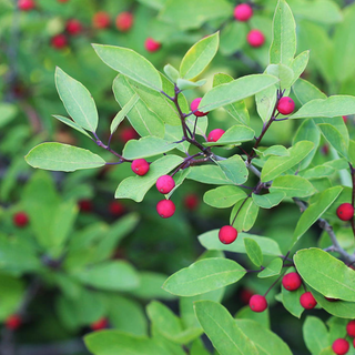 Mountain Holly Seeds