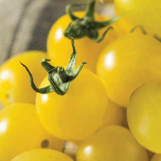Tomato, Napa Chardonnay Seeds