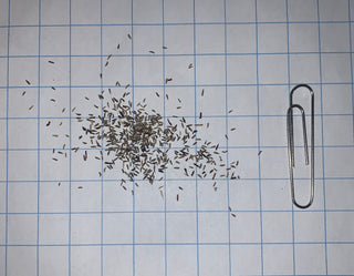 Aster de la Nouvelle-Angleterre