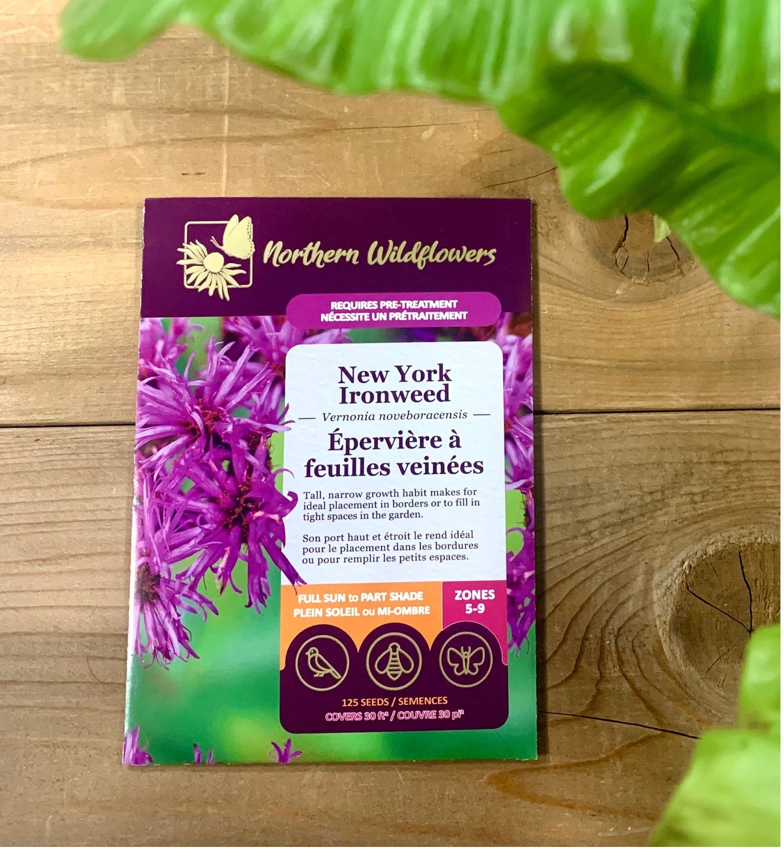 Épervière à feuilles veinées