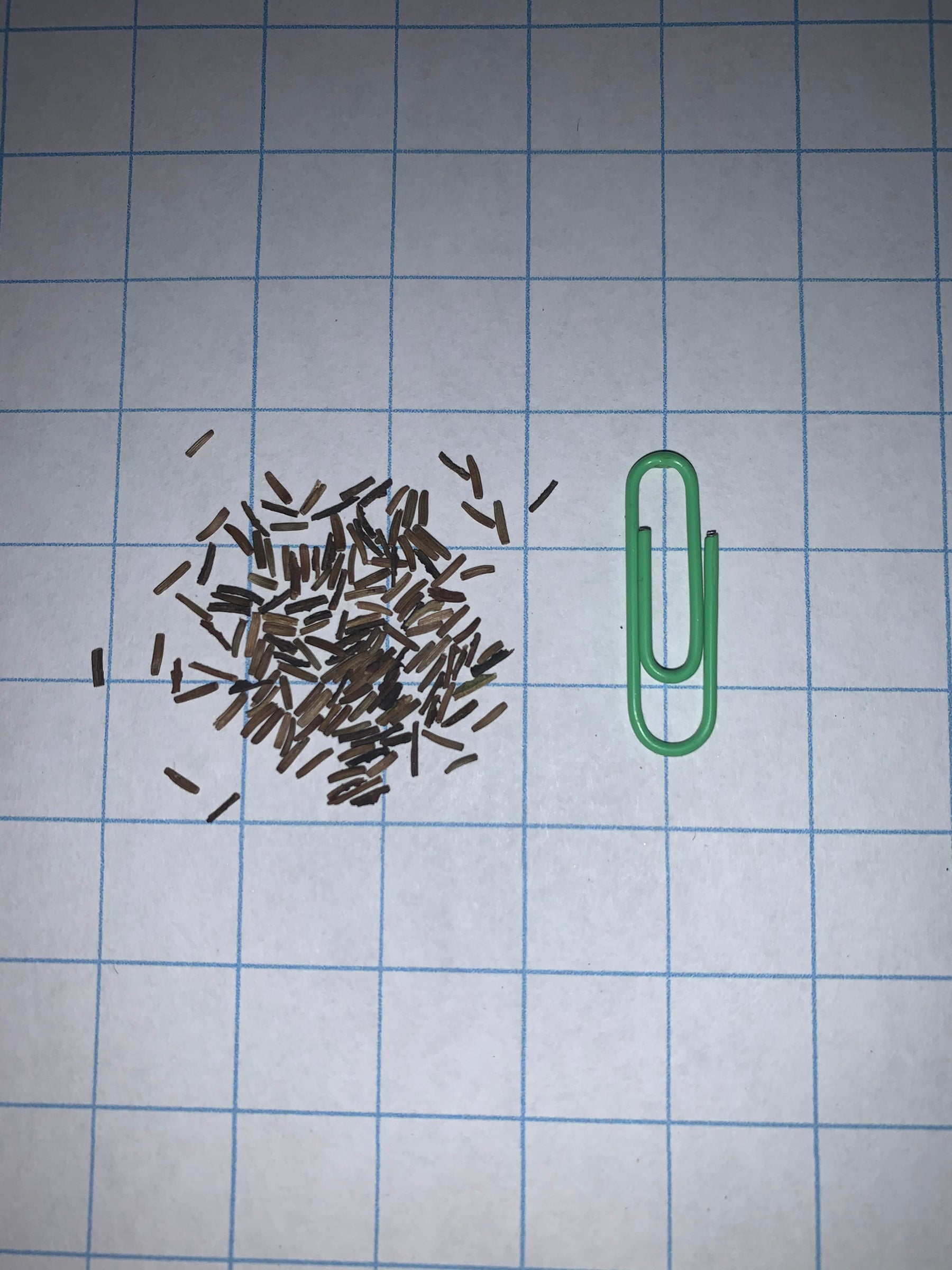 Épervière à feuilles veinées