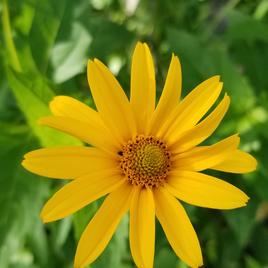 Collection de fleurs sauvages pour les abeilles