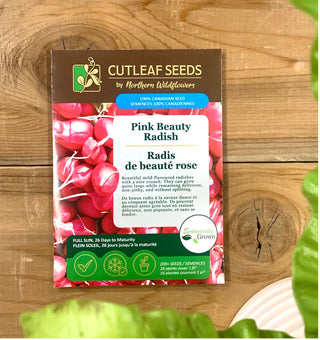 Radis, de beauté rose 