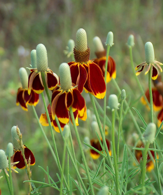 Coneflower Collection