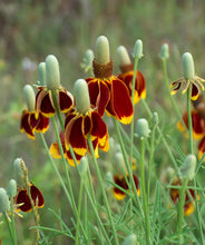 Load image into Gallery viewer, Coneflower Collection