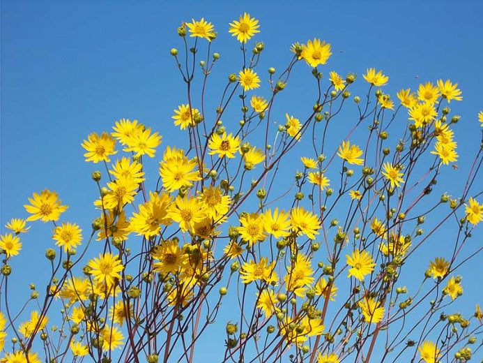 Pour la collection Birds Wildflower