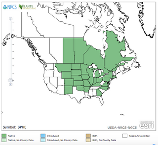Graminée des prairies