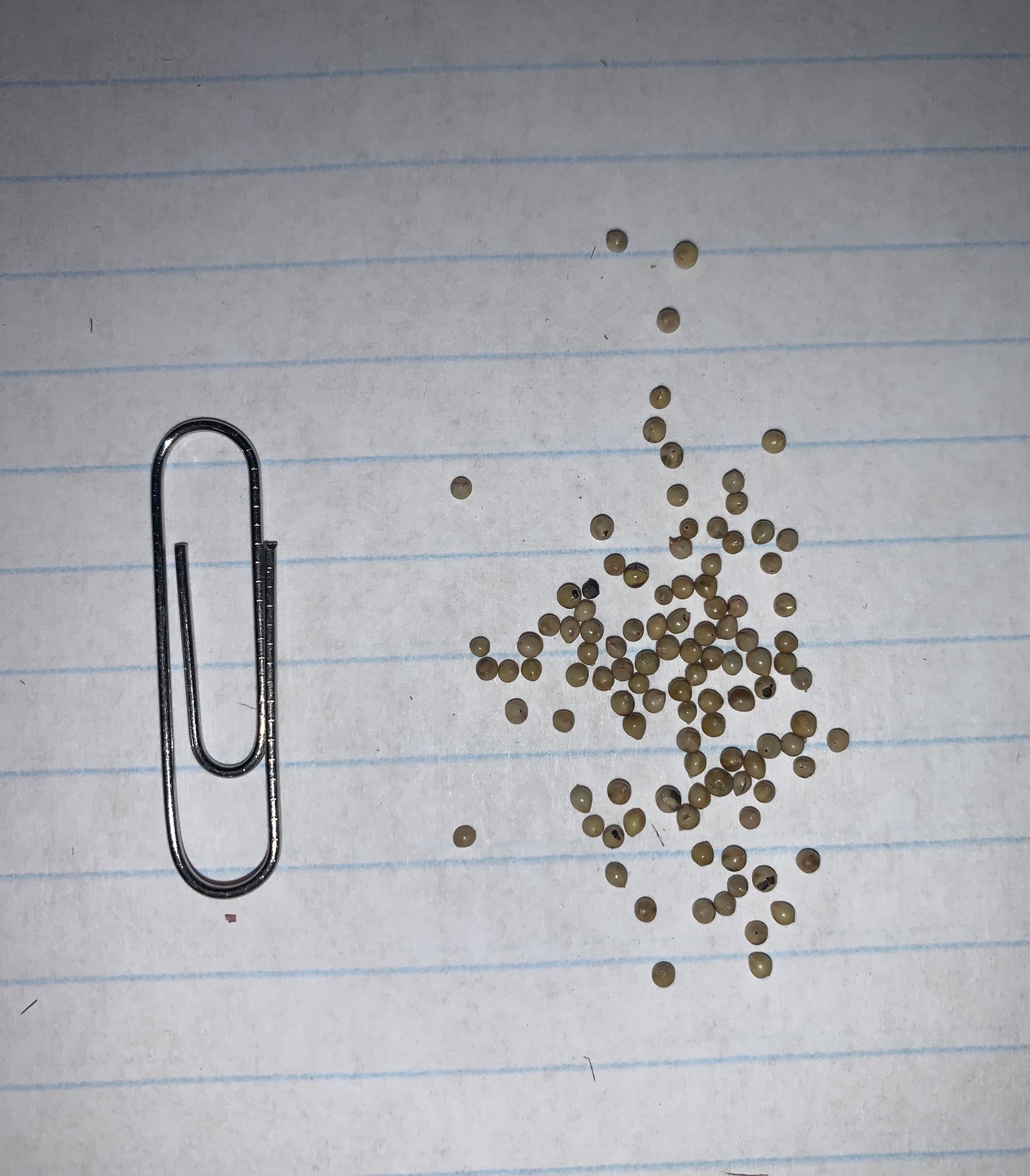 Graminée des prairies