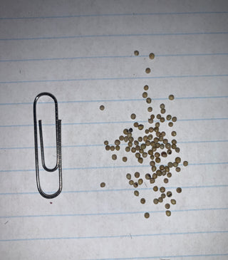 Graminée des prairies