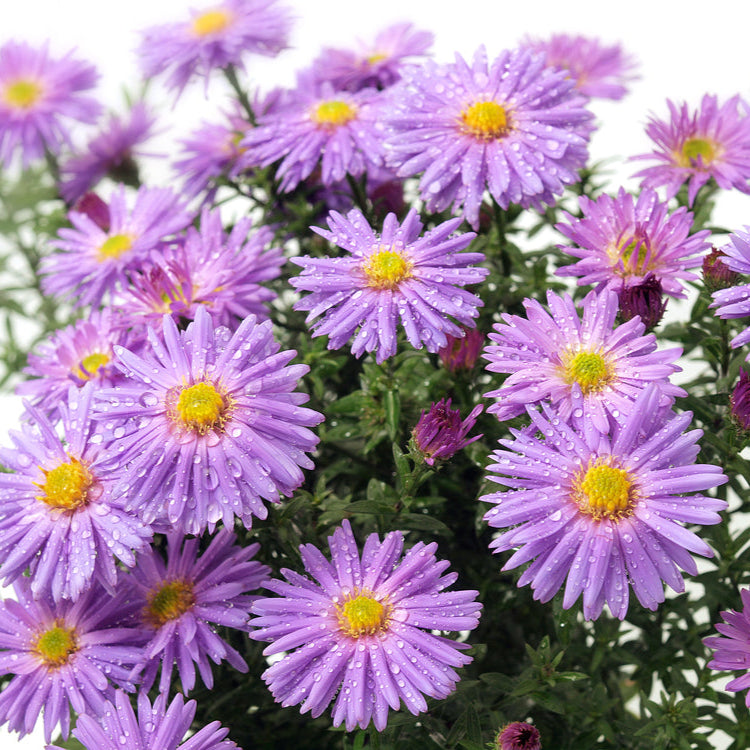 Purple Stemmed Aster Seeds