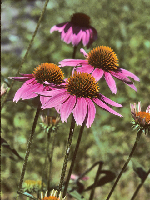 Condo Wildflower Collection