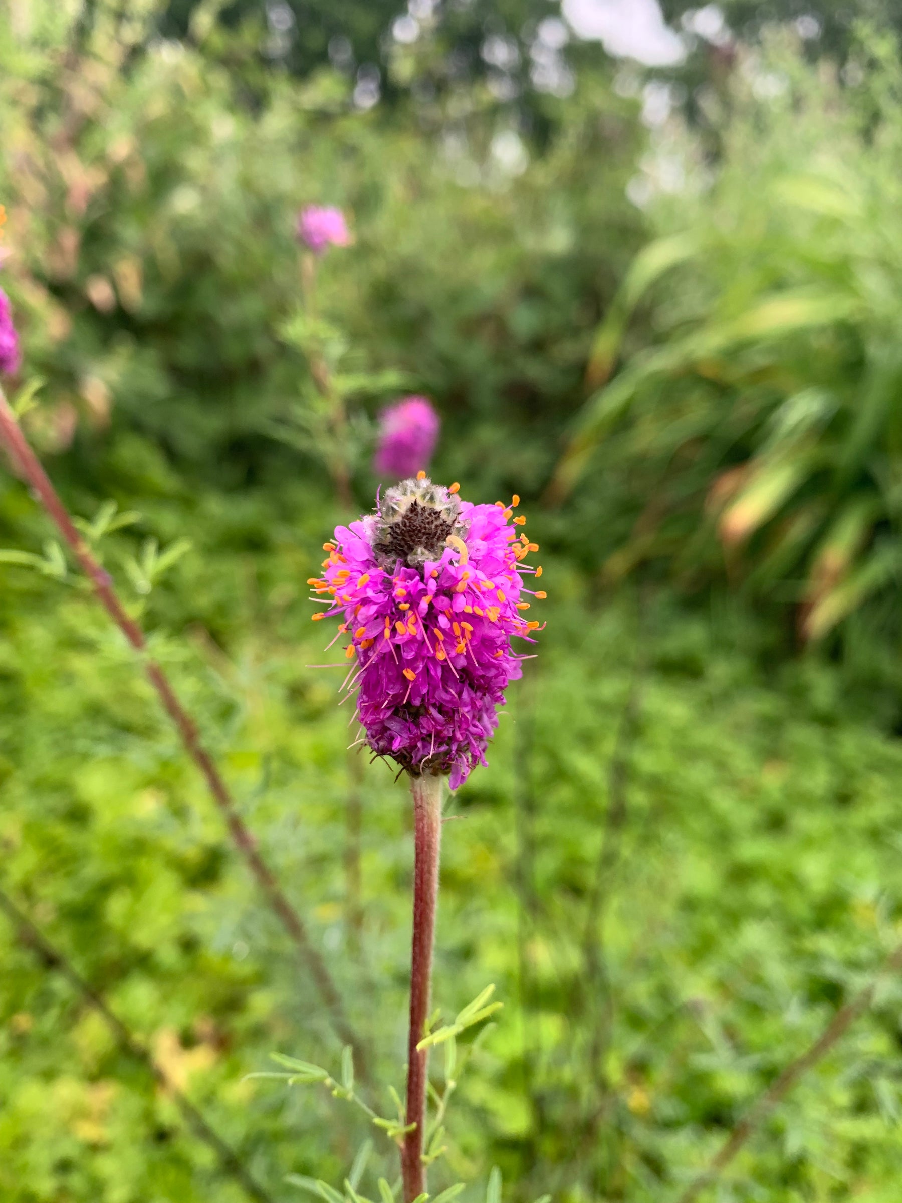Condo Wildflower Collection
