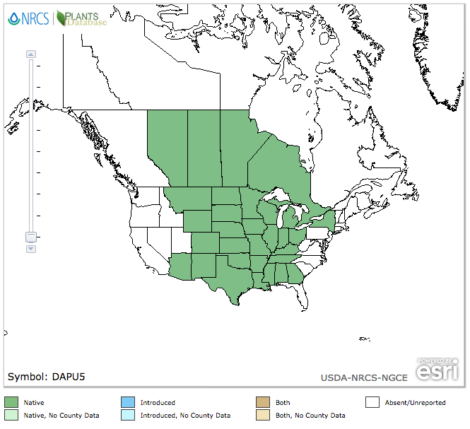 Purple Prairie Clover
