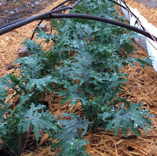 Easy to Grow Vegetable Collection