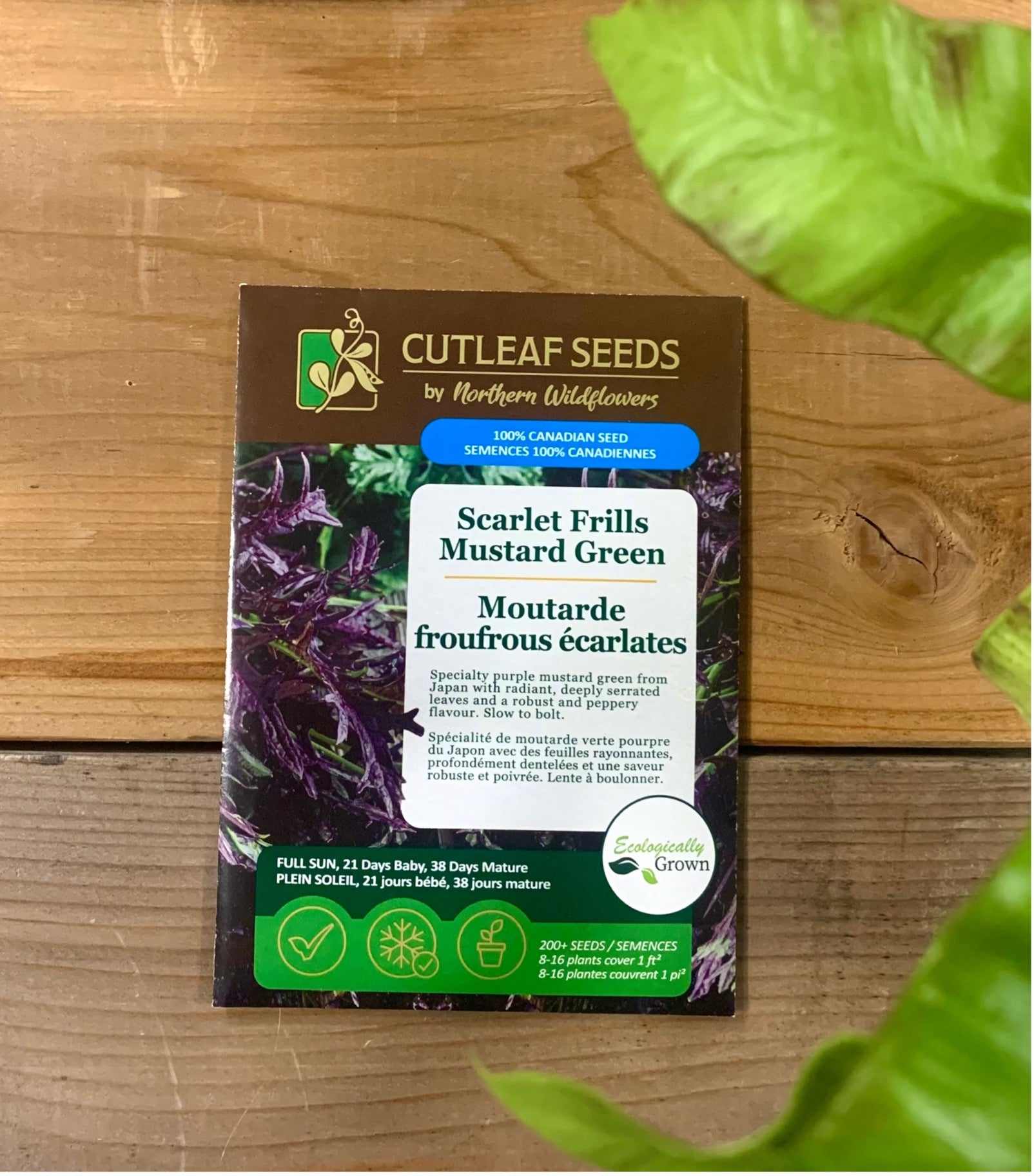 Mustard Greens, Scarlet Frills