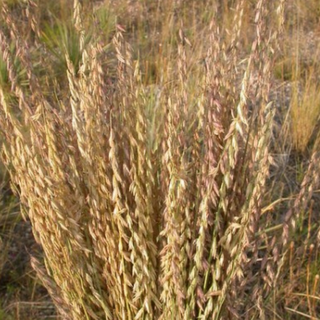 Sideoats Grama seeds