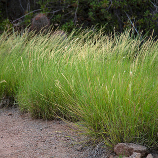 Sideoats Grama Seeds