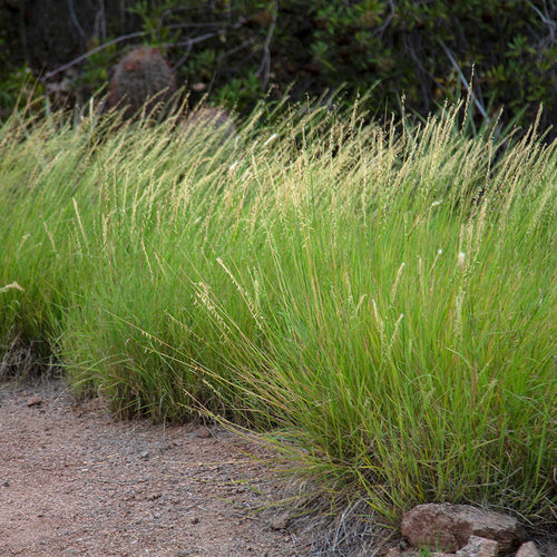 Sideoats Grama Seeds