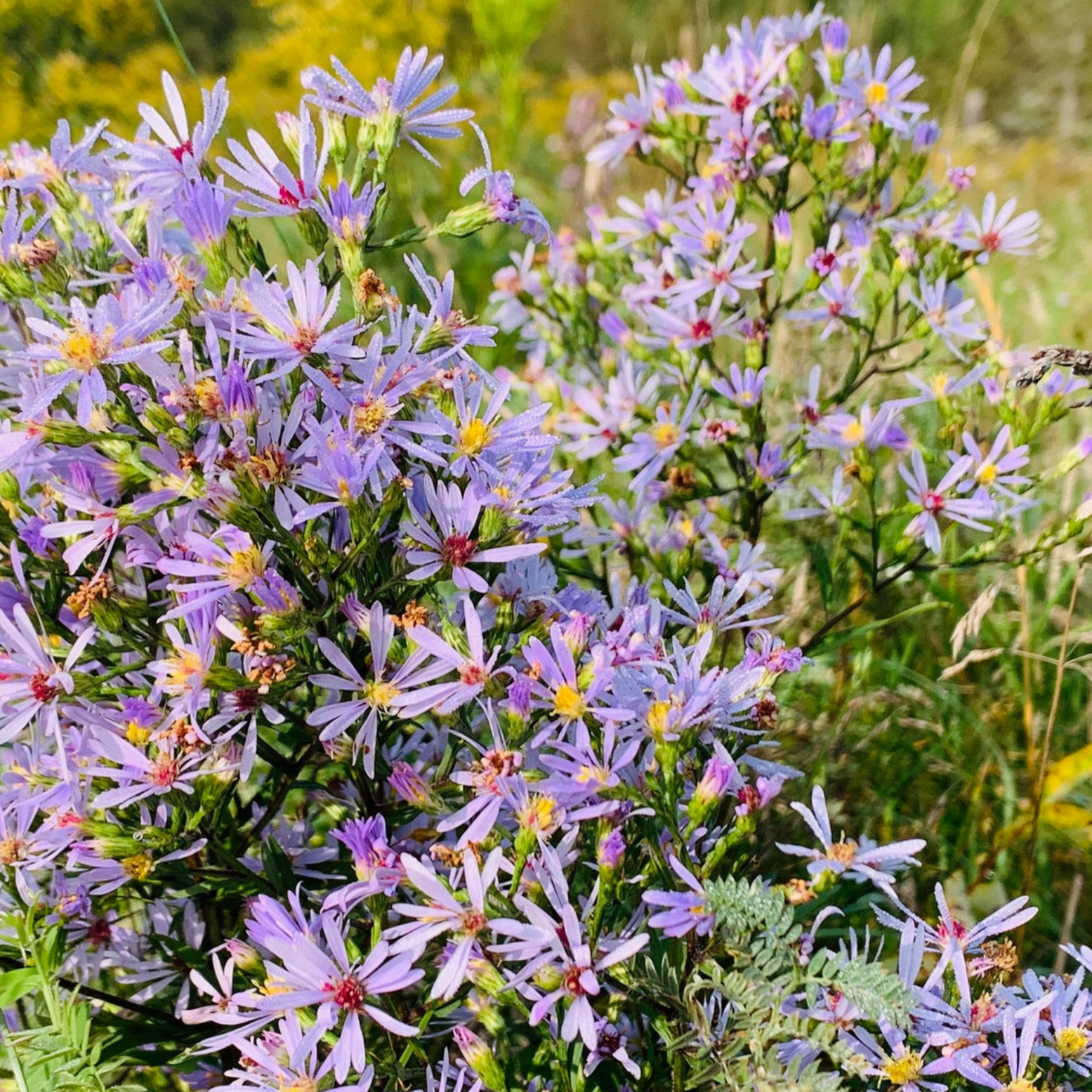 Smooth Blue Aster Seeds