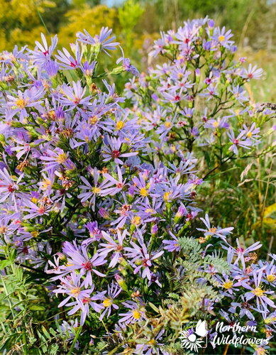 Aster laevis