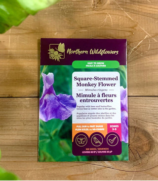 Square Stemmed Monkey Flower