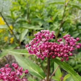 Lakeshore Wildflower Seed Mix