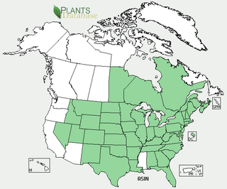 Asclépiade des marais