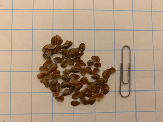 Asclépiade des marais