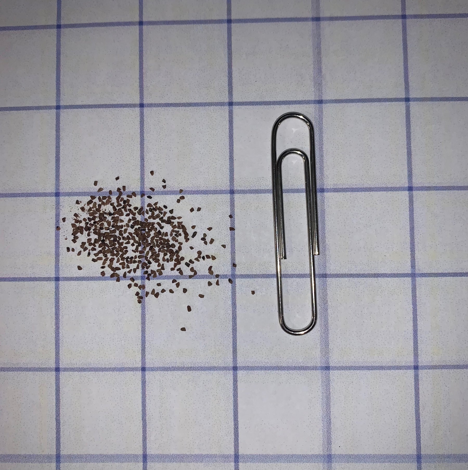 Foxglove Beardtongue