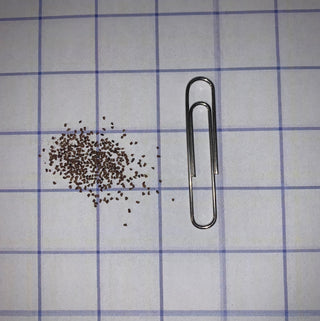 Foxglove Beardtongue