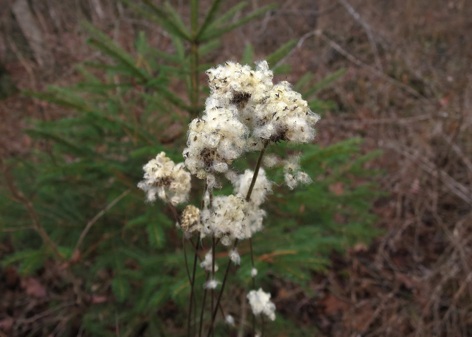 Pour la collection Birds Wildflower