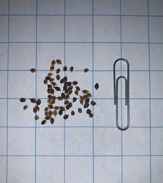 Anémone de Virginie