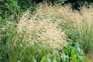 Mélange de semences de fleurs sauvages à mi-ombre