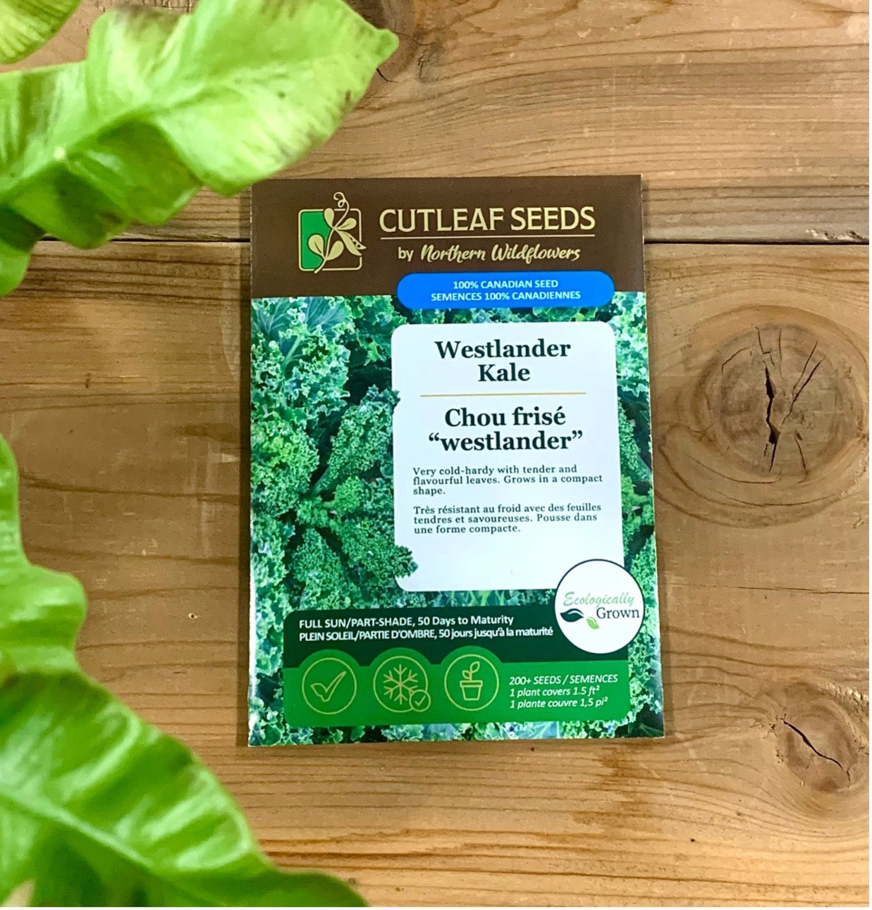 Chou frisé 'westlander'